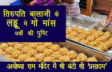 Animal fat in Tirupati Laddu Prasadam